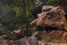 International Herp Symposium 2011