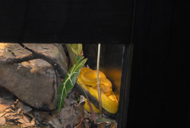 International Herp Symposium 2011