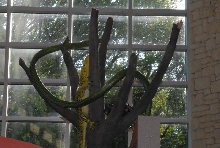 International Herp Symposium 2011