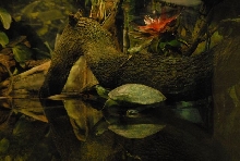 International Herp Symposium 2011