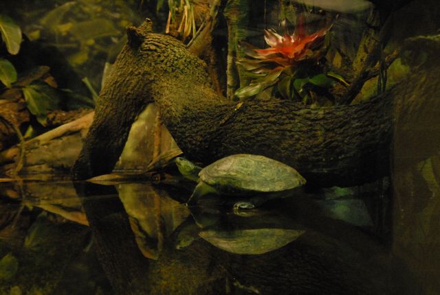 International Herp Symposium 2011