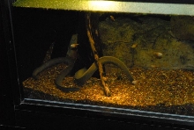 International Herp Symposium 2011