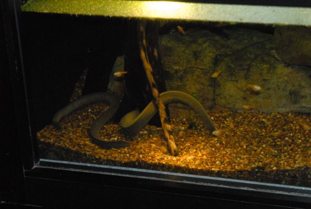 International Herp Symposium 2011