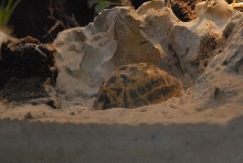 International Herp Symposium 2011