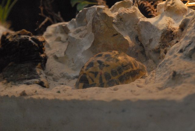 International Herp Symposium 2011