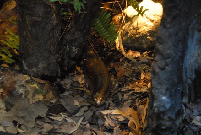 International Herp Symposium 2011