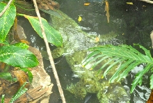 International Herp Symposium 2011
