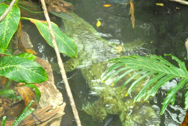 International Herp Symposium 2011