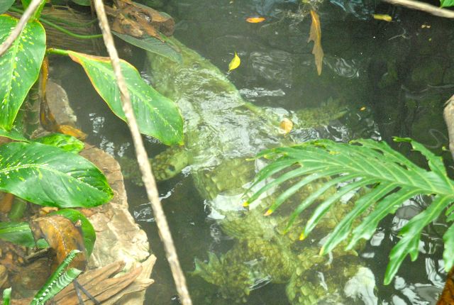 International Herp Symposium 2011