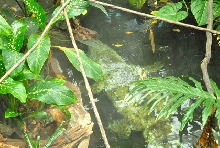 International Herp Symposium 2011