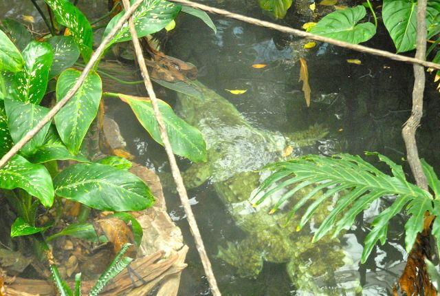 International Herp Symposium 2011