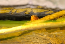 International Herp Symposium 2011