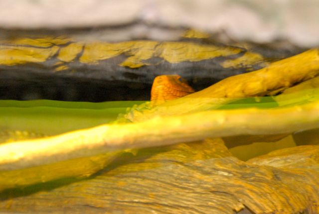 International Herp Symposium 2011