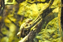 International Herp Symposium 2011