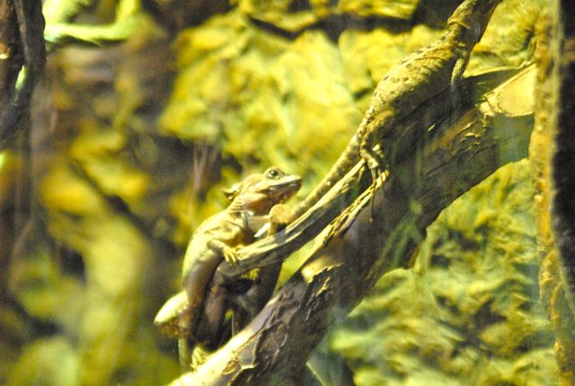 International Herp Symposium 2011
