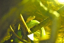 International Herp Symposium 2011