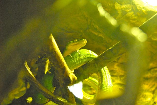 International Herp Symposium 2011