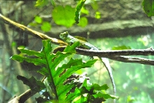 International Herp Symposium 2011