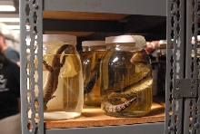 International Herp Symposium 2011