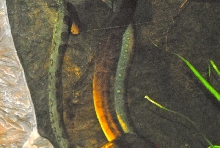 International Herp Symposium 2011