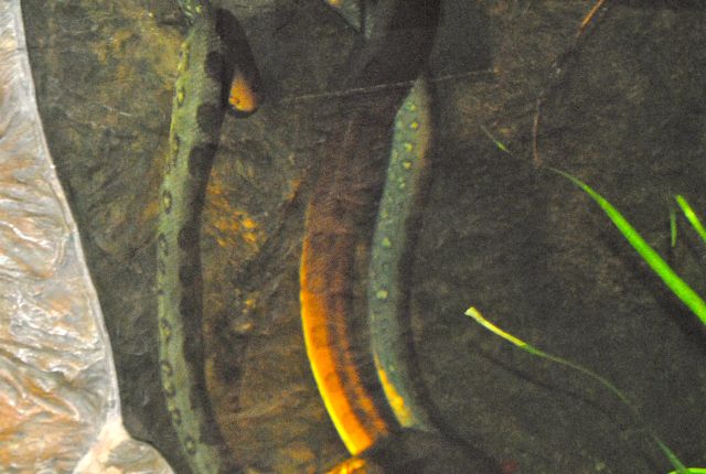 International Herp Symposium 2011