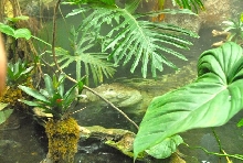 International Herp Symposium 2011