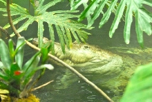 International Herp Symposium 2011
