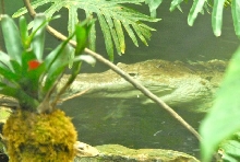International Herp Symposium 2011