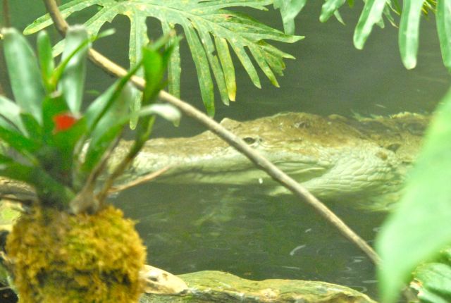 International Herp Symposium 2011