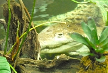 International Herp Symposium 2011