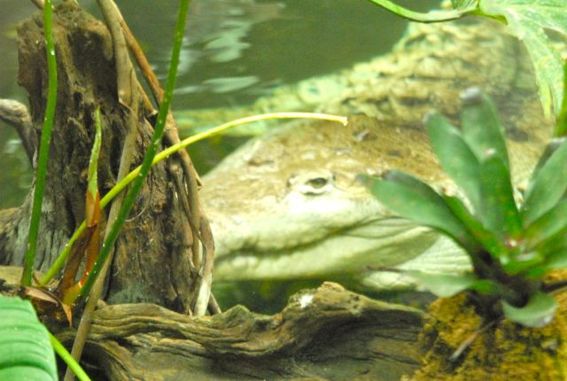 International Herp Symposium 2011