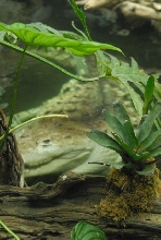 International Herp Symposium 2011