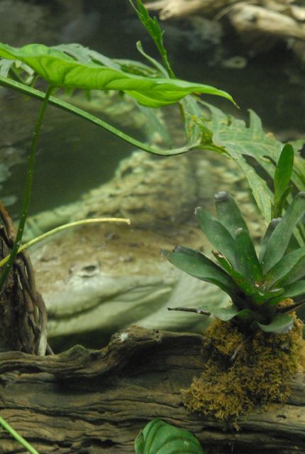 International Herp Symposium 2011