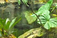 International Herp Symposium 2011
