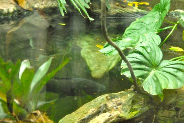 International Herp Symposium 2011