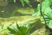 International Herp Symposium 2011