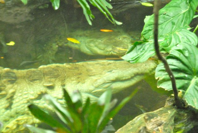 International Herp Symposium 2011