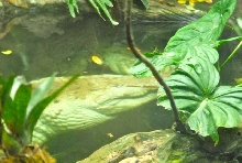 International Herp Symposium 2011