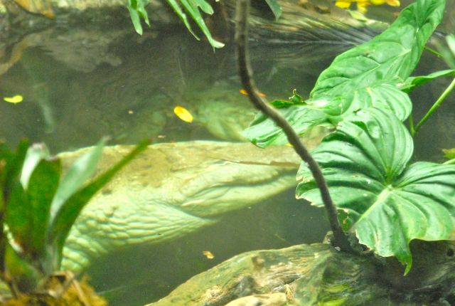 International Herp Symposium 2011