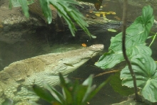 International Herp Symposium 2011