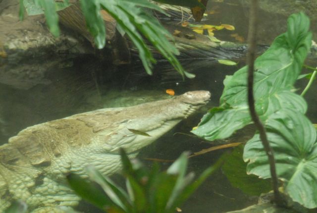 International Herp Symposium 2011