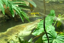 International Herp Symposium 2011