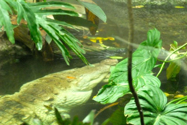 International Herp Symposium 2011