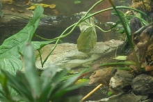 International Herp Symposium 2011