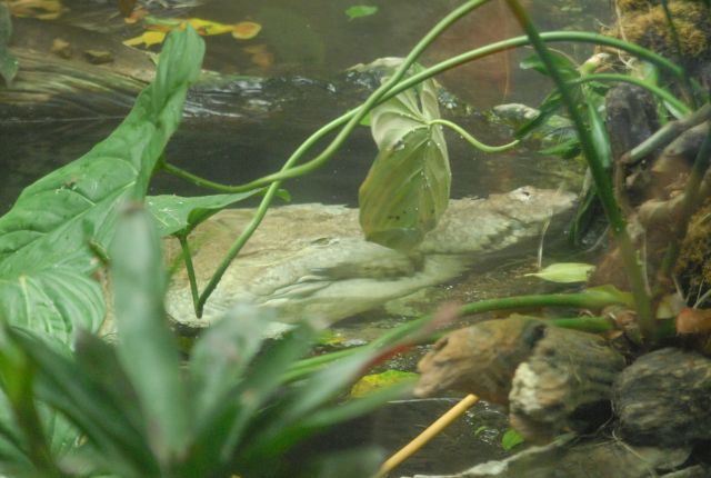 International Herp Symposium 2011
