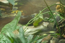 International Herp Symposium 2011