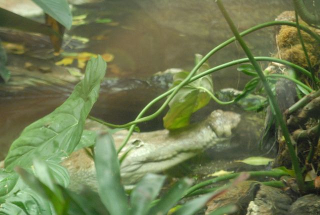 International Herp Symposium 2011