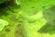 International Herp Symposium 2011