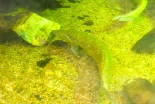 International Herp Symposium 2011