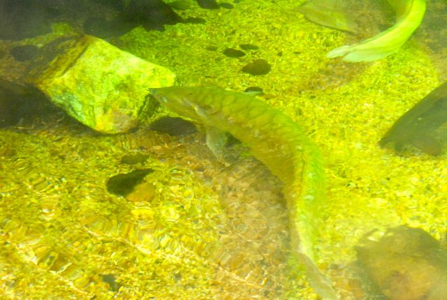 International Herp Symposium 2011